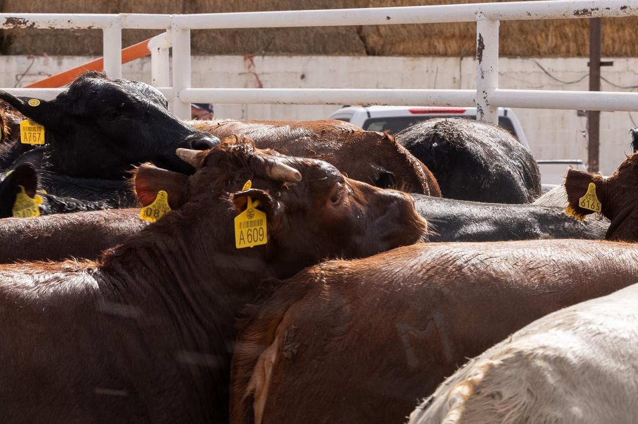 Reabre Chihuahua segundo puerto de exportación de ganado en Pie