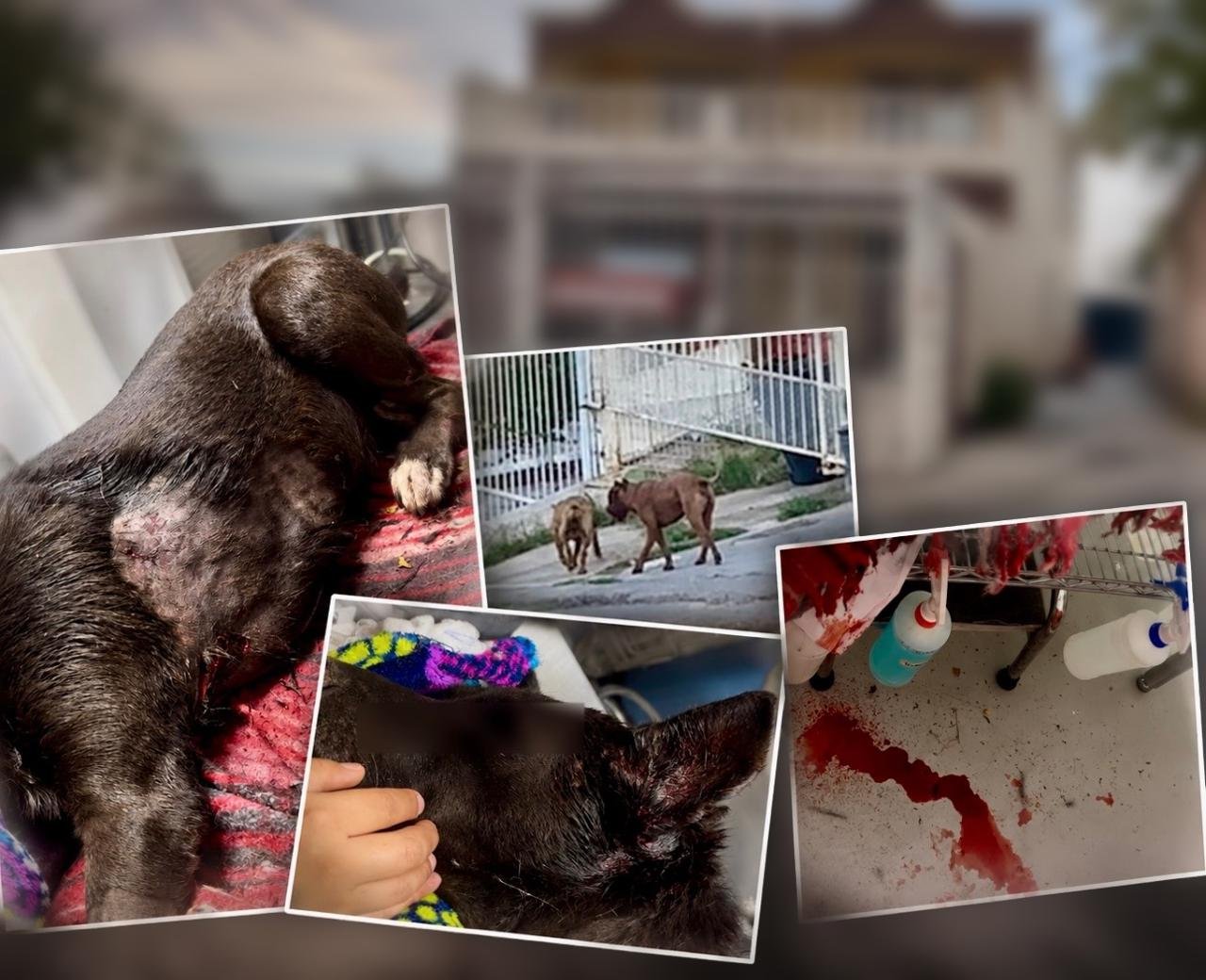Ocho pitbulls matan a una perrita en San Rafael; exigen que la dueña responda
